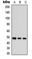 STK24 / MST3 Antibody (C-Terminus)