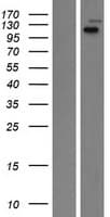 Human LRIG2 Protein (Over-Expression Lysate Myc-DDK (Flag))