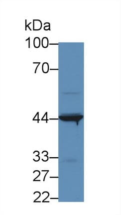 IL31RA Antibody (aa205-456, Biotin)
