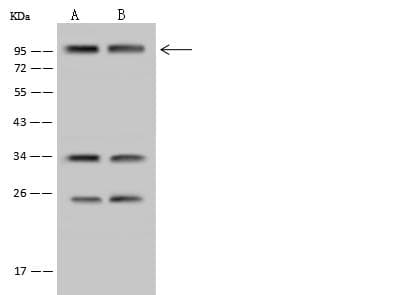 SP4 Antibody