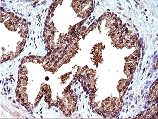 CEP68 Antibody (clone OTI1F6)