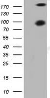 PRKD2 / PKD2 Antibody (clone OTI3F7)