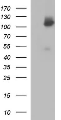 ICAM3 / CD50 Antibody (clone OTI1G4)