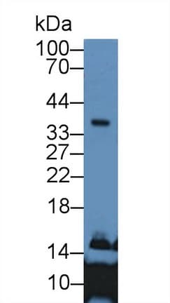 APOE / Apolipoprotein E Antibody (aa19-181, Biotin)