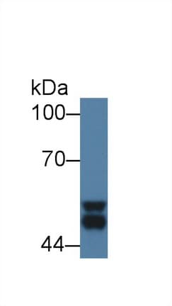 GSK3A / GSK3 Alpha Antibody (aa122-406)