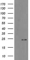 MYL7 Antibody (clone OTI7F2)