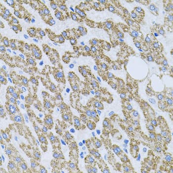 NTF4 / Neurotrophin 4 Antibody