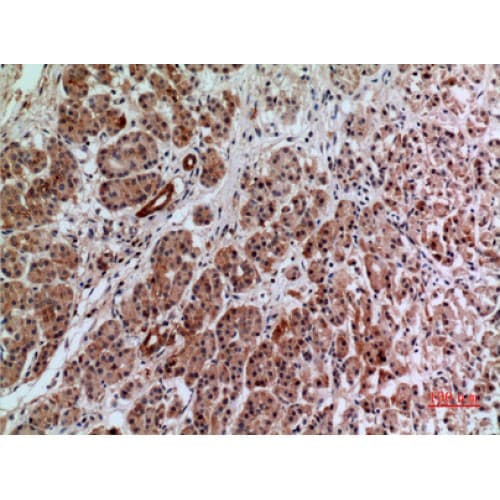 ANXA7 / Annexin VII / SNX Antibody (271-320 aa, Internal)