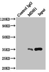 Polyclonal Rabbit anti-Human MDH1 Antibody (aa1-334, IHC, WB)
