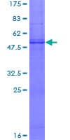 Human SCN5A / Nav1.5 Protein (Recombinant GST)