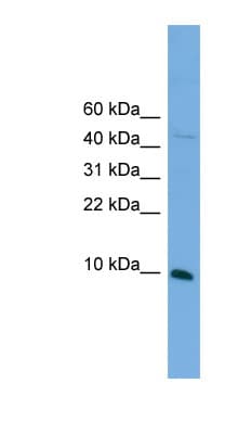 BOLA2 Antibody (N-Terminus)