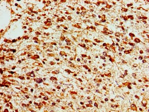 SOX17 Antibody