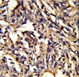 PSMD13 Antibody (aa269-298)