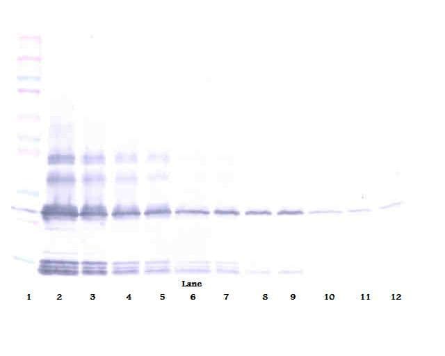 IHC-plus™ Polyclonal Rabbit anti-Human BMP2 Antibody (IHC, WB)