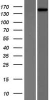 PHLPP2 / PHLPPL Protein (Over-Expression Lysate Myc-DDK (Flag))