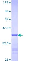 Human PTBP1 Protein (Recombinant GST, N-terminus)