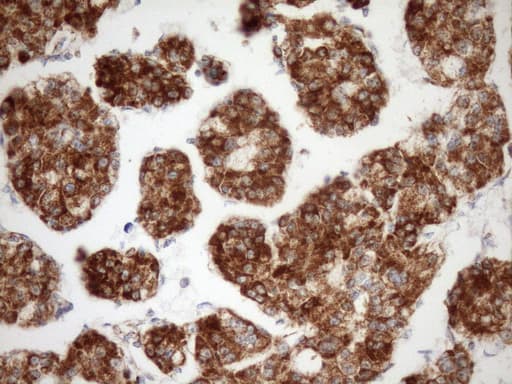 STOML2 Antibody (clone OTI1F5, Carrier-free)