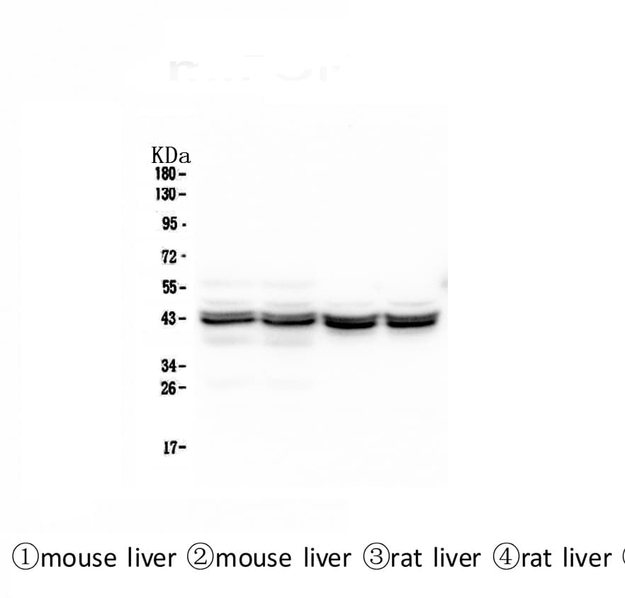 PON1 / ESA Antibody