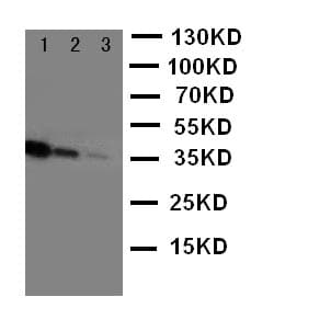 CD163 Antibody (aa1092-1109)