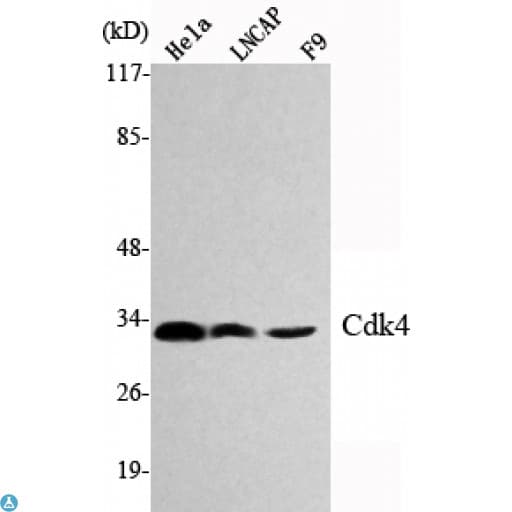 CDK4 Antibody