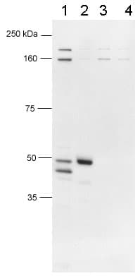 FOXP3 Antibody (C-Terminus, DY488)