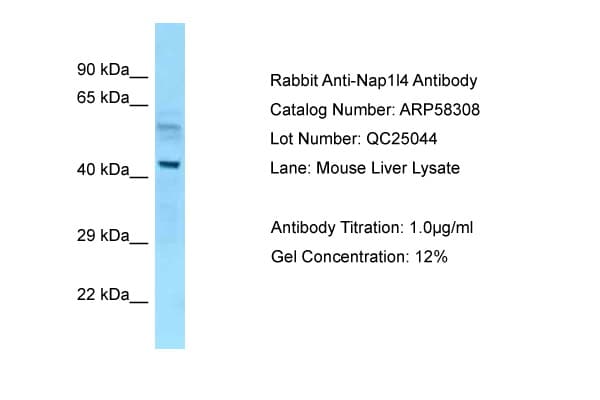 NAP1L4 Antibody (aa89-138)