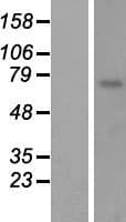 CYP4F8 Protein (Over-Expression Lysate Myc-DDK (Flag))