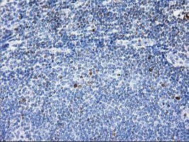 STAT4 Antibody (clone OTI4F9)