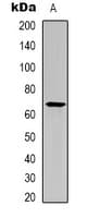 PVRL2 / CD112 Antibody (Internal)