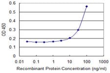 ARR3 / Cone Arrestin Antibody (clone 2D7)