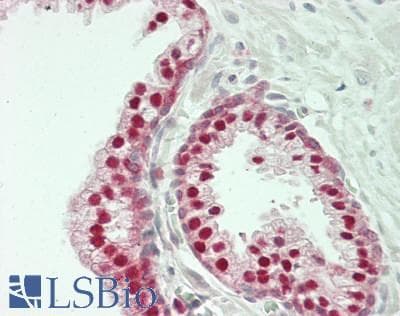 IHC-plus™ WDR77 / MEP50 Antibody (aa292-342)