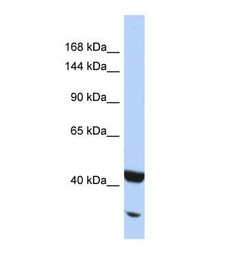 NFKB2 Antibody (aa31-80)