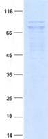 Human MAPKAP1 / MIP1 Protein (Recombinant Myc-DDK (Flag), C-terminus)