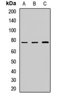 CAPN10 / Calpain 10 Antibody