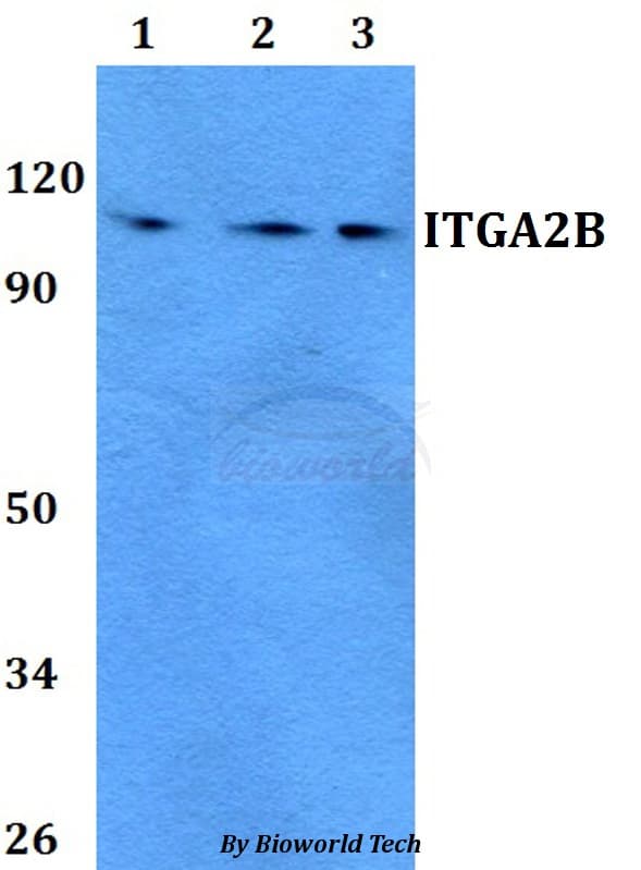 ITGA2B / CD41 Antibody