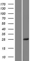 BSX Protein (Over-Expression Lysate Myc-DDK (Flag))