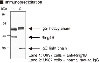 RNF2 / RING2 / RING1B Antibody (clone 3-3)