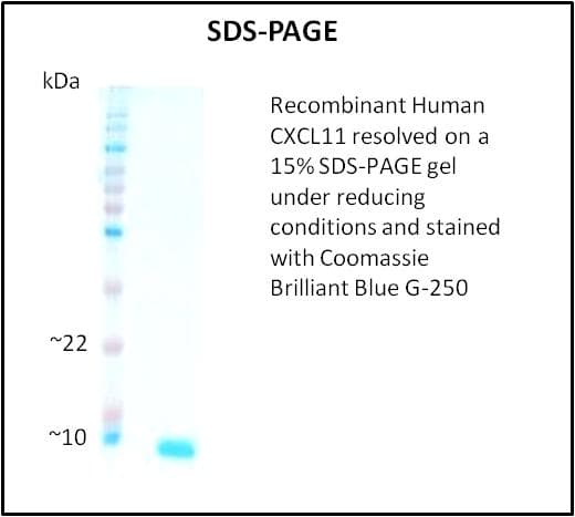 Human CXCL11 Protein (Recombinant)