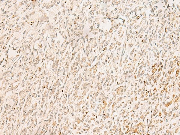 Polyclonal Rabbit anti-Human PSF1 / GINS2 Antibody (IHC)