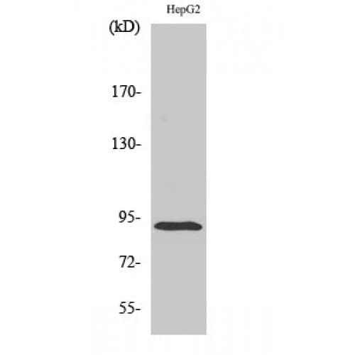 ICAM-1 / CD54 Antibody (450-530 aa)