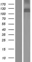 MDGA1 Protein (Over-Expression Lysate Myc-DDK (Flag))