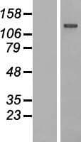 IGSF3 Protein (Over-Expression Lysate Myc-DDK (Flag))