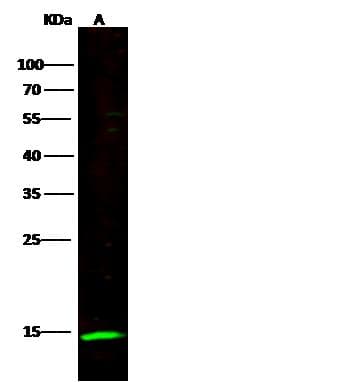 NKP30 Antibody (clone 012, Preservative Free)