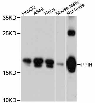 PPIH / Cyclophilin H Antibody