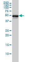CDC37 Antibody (clone 3C7)