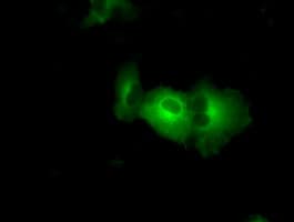 PAS Kinase / PASK Antibody (clone OTI8G9, Carrier-free)