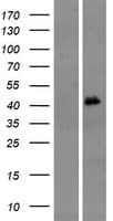 Human OR4M1 Protein (Over-Expression Lysate Myc-DDK (Flag))