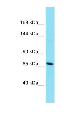 HEATR8 Antibody (aa105-154)