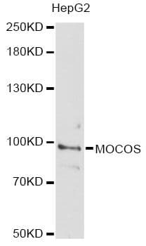 MOCOS / MoCo Sulfurase Antibody