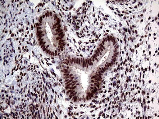 Monoclonal Mouse anti-Human TCF12 / HEB Antibody (clone OTI3C11, Carrier-free, IHC, WB)
